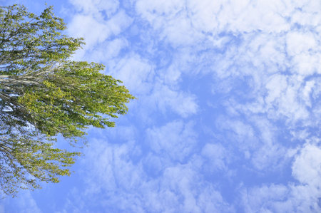 A tree and blue sky in France