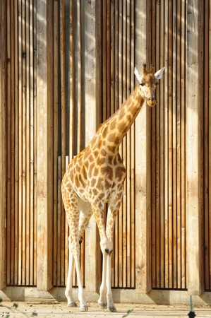 a giraffe in parc de la tete d or, Lyonの写真素材