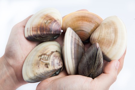 Hand holding Fresh Japanese shellfish on white backgroundの写真素材