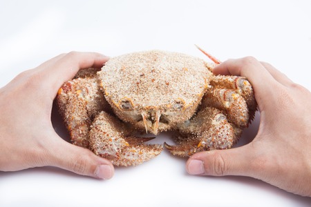 Fresh Japanese hairy crab on white backgroundの写真素材