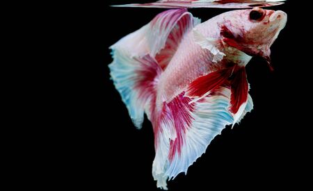 Capture the moving moment of siamese fighting fish isolated on black backgroundの写真素材