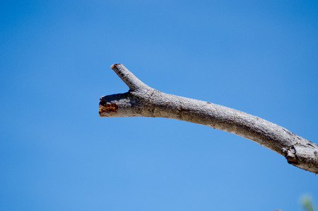 Single old and dead treeの写真素材