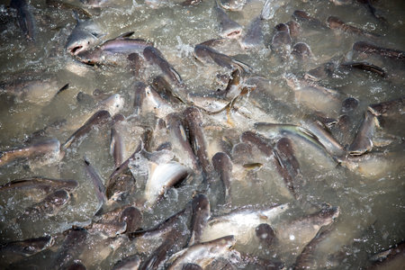 Feeding Frenzy of Fish mostly catfish