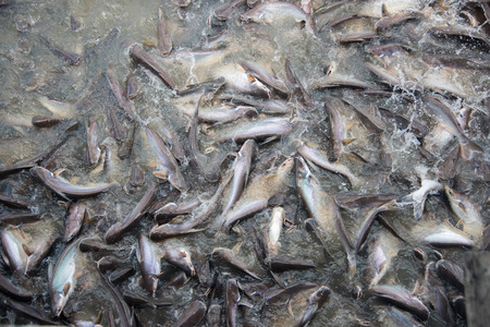Feeding Frenzy of Fish mostly catfishの写真素材