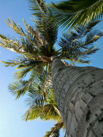 Coconut treeの素材