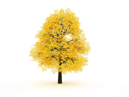 Trees with yellow leaf isolated rendered