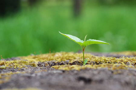 Plant on treeの写真素材