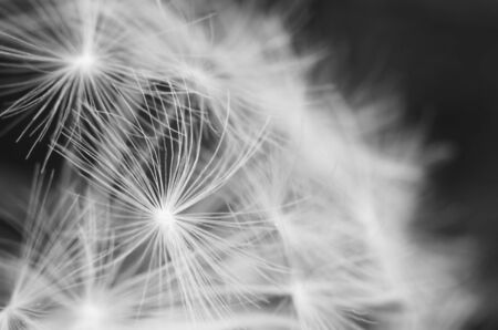 Carlina leaf macroの写真素材