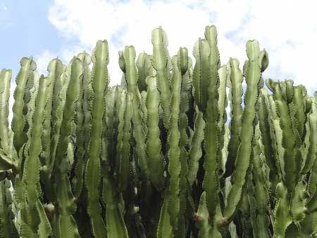 Cactus tree, Euphorbia Ingensの写真素材
