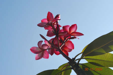 leelawadee flower thailandの写真素材