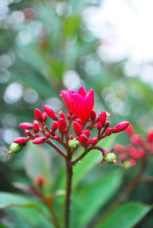 red flowerの写真素材
