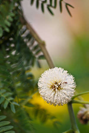 a white flower in gardenの写真素材