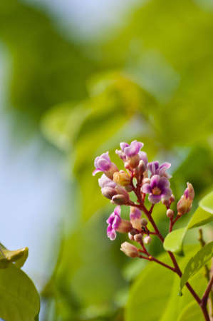 pink flowers in gardenの写真素材