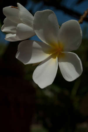 leelavadeeの写真素材