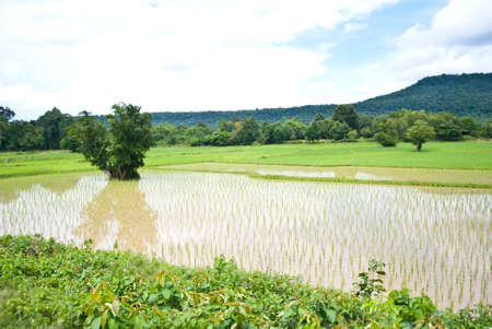 traditional thai riceの写真素材
