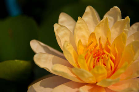 a yellow waterlilyの写真素材