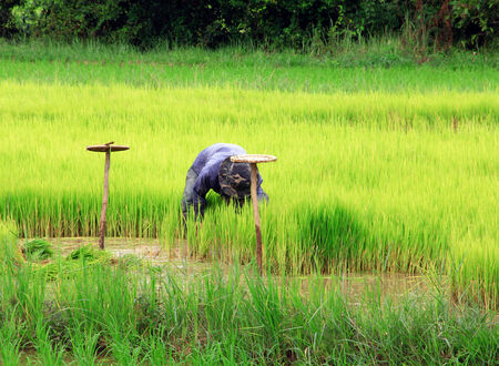farmer with rice farmの写真素材