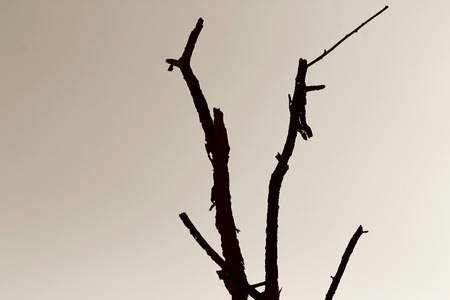 limb tree over the autumn fall background at silhouetteの写真素材