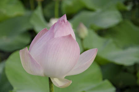 lotus flowerの写真素材