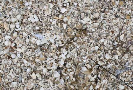 Carcass of  Shell use for backgroundの写真素材