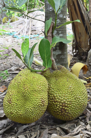 Fresh two jackfruit on groundの写真素材