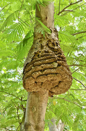 Wasp nest on tree in forestの写真素材
