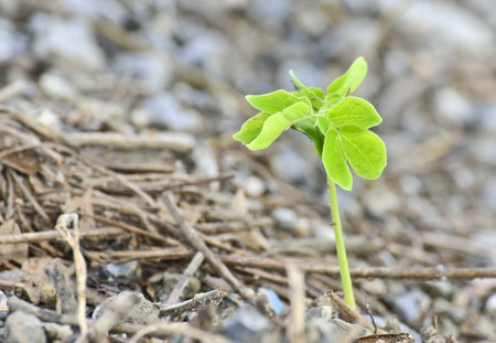 Young plant growing from ground
