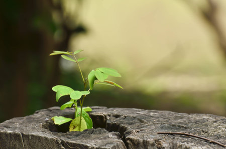 young plant growing on tree stump