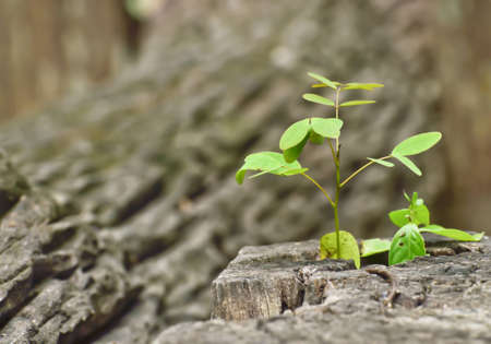 young plant growing on tree stumpの写真素材