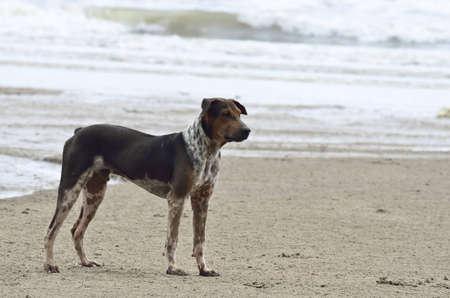 dog stand on a beachの写真素材