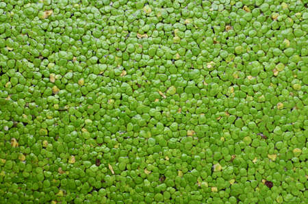 duckweed on a pond for backgroundの写真素材