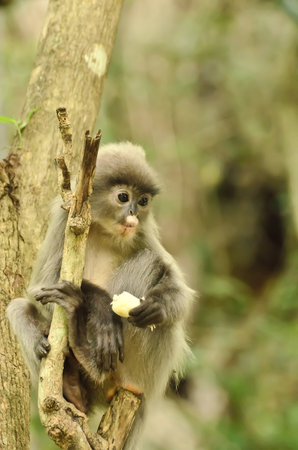 dusky Leaf Monkey in forest