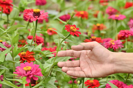 hand holding zinnia flower in gardenの写真素材