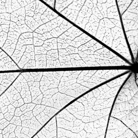 detail of leaf texture,black and white