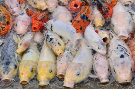 colorful koi fish in the pondの写真素材
