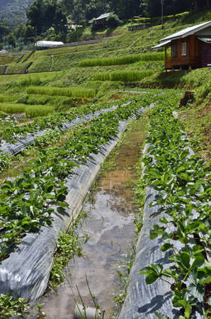vegetable bed in Thailandの写真素材