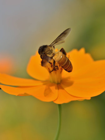 bee flying on marigold flower