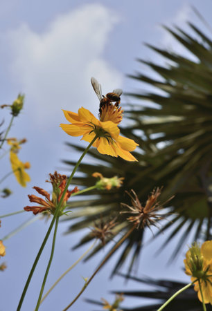 marigold flower and little bee