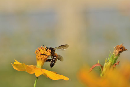 marigold flower and little bee