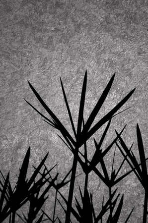 grass silhouete on grunge backgroundの写真素材