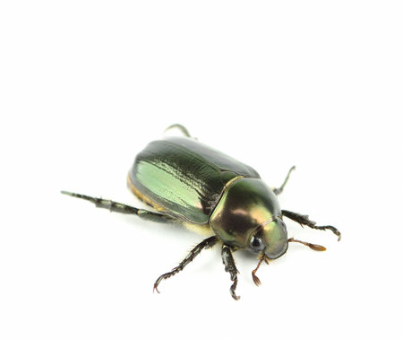 beetle isolated on white backgroundの写真素材