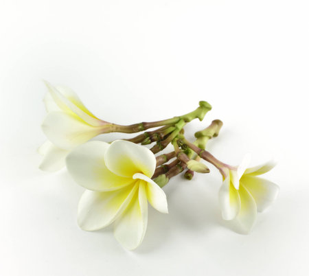 Frangipani, Pumeria, isolated on white backgroundの写真素材