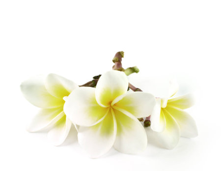 Frangipani, Pumeria, isolated on white backgroundの写真素材