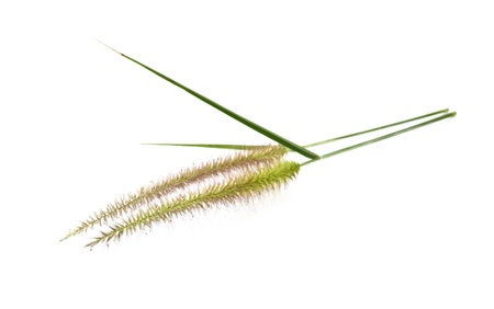 Knotroot foxtail flower isolate on white backgroundの写真素材
