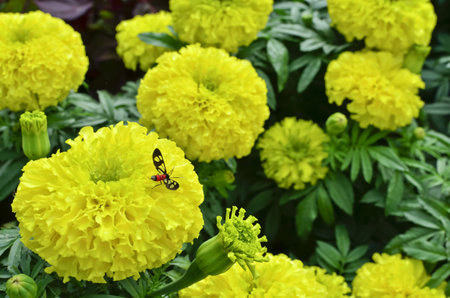 Marigold flowerの写真素材