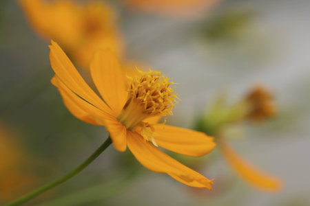 close up of marigold flowerの写真素材