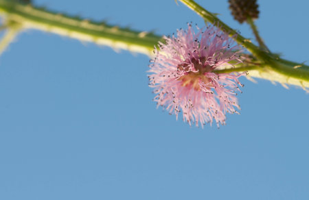 sensitive plant flower and skyの写真素材