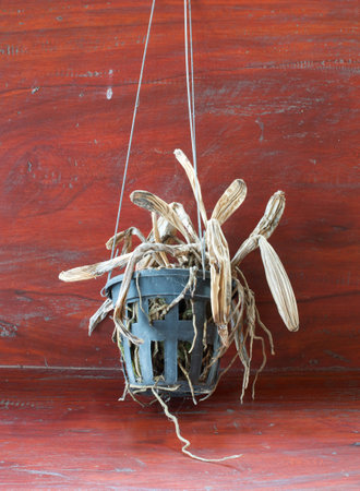 dead orchid plant in pot on wooden tableの写真素材