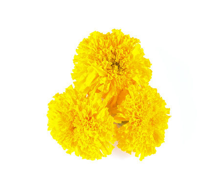 marigold flower on white backgroundの写真素材