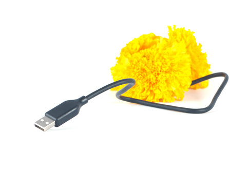 usb cable and marigold flower on white background